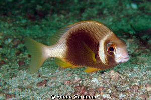 white cheek monocle bream ( scolopsis vosmeri ) shot with... by Simon Gardener 